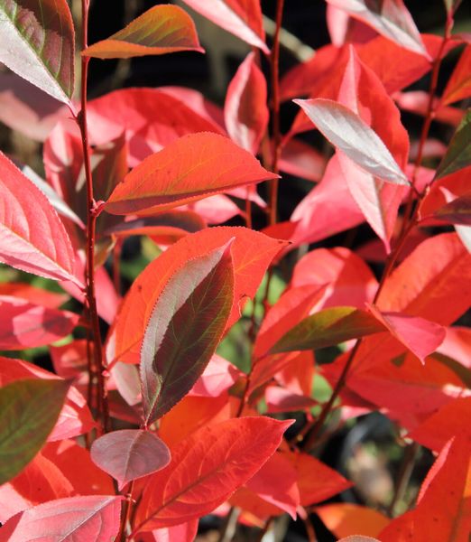 Aronia melanocarpa 'Hugin' 120 cm kmeň